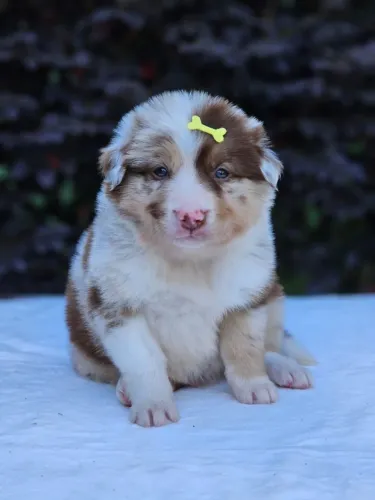 Border Collie | Conheça Nossa Estrutura