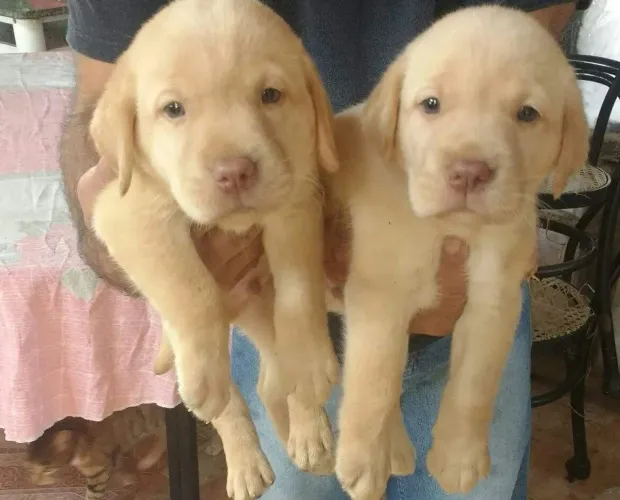 Labrador encantadores filhotes