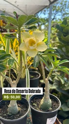 Muda de Rosa do Deserto Dobrada 