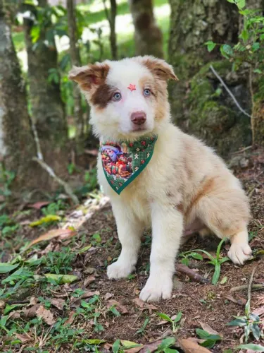 Border Collie