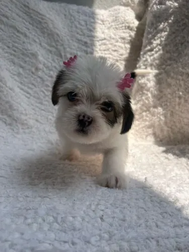 Filhote Shih Tzu, A felicidade agora tem quatro patas e um coração cheio de amor!