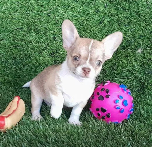 Chihuahua macho Pêlo curto cinza e branco 