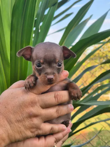 Vendo um pinscher MACHO