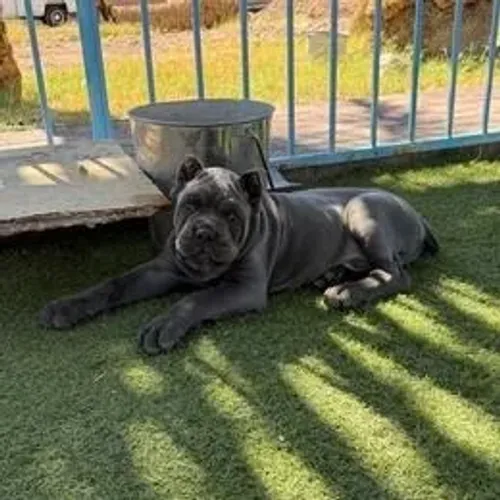 Cane Corso,Cane Corso Filhote Pronto Para Novo Lar