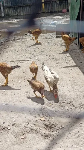 Galinhas