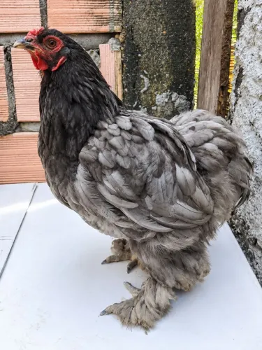 Galinha brahma linda