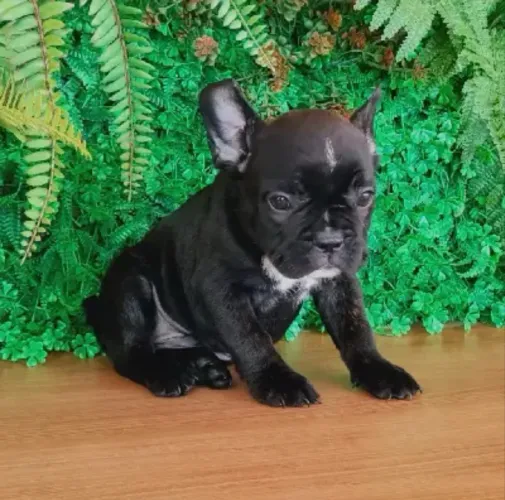 Filhote de buldogue francês