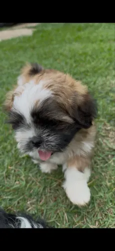 Filhote de Shih Tzu a venda