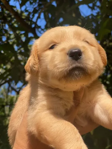 GOLDEN RETRIEVER MACHO