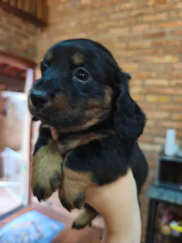 Filhote dachshund pelagem longa