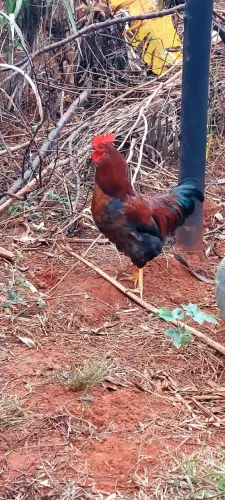 Galo Caipira