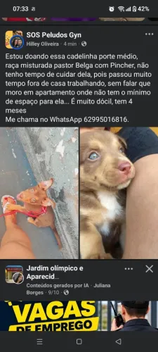 Doação de cachorro