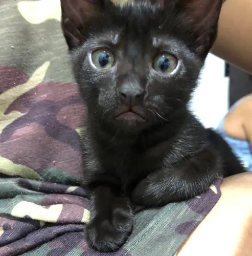 Gato filhote macho 