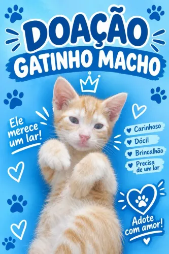 Gatinho filhote para doação