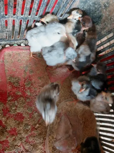 Galinhas e pintinhos 