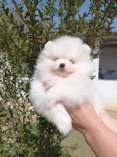 Cachorro Lulu da Pomerania amor em forma de filhote aproveite