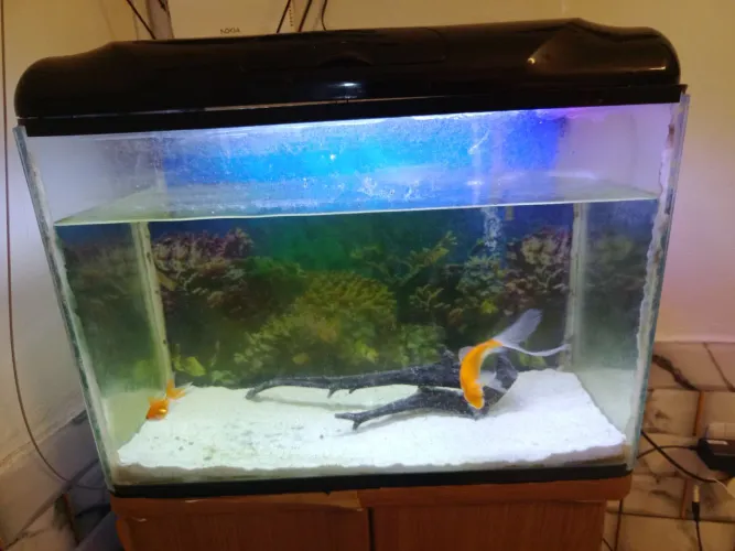 Vendo aquário 100 litro já vai com bomba e dois kings dentro 