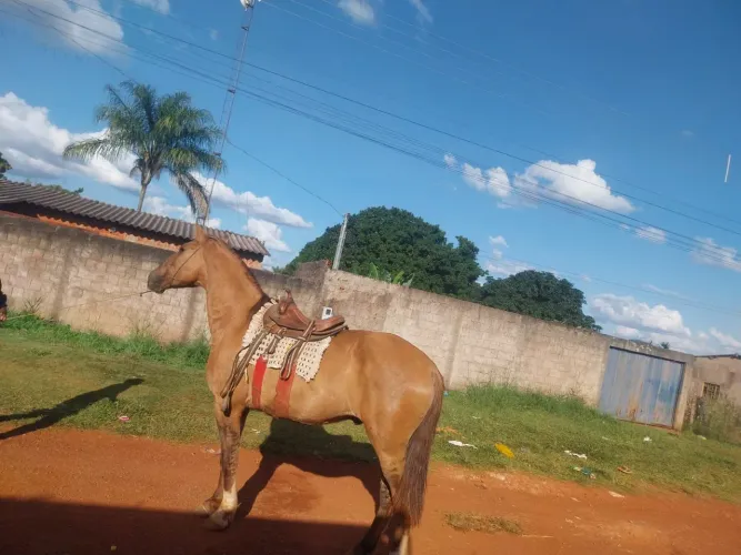 Cavalo campolina 
