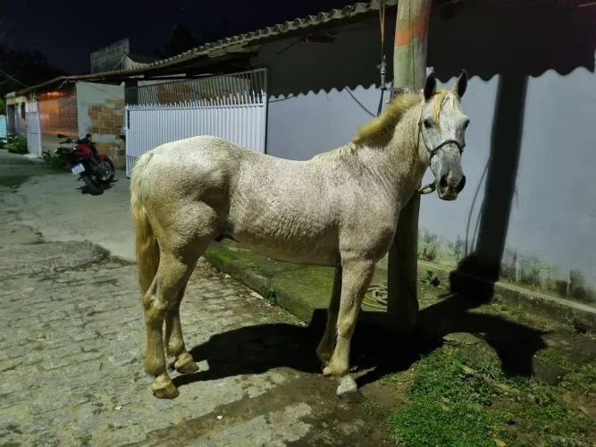 Vendo ou negocio cavalo Qm