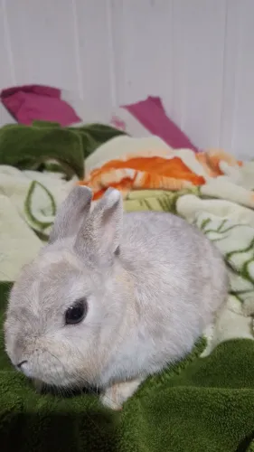 Mine Coelho anão netherland