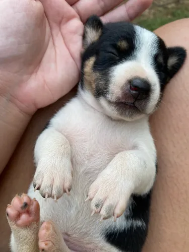 Adoção Responsável 