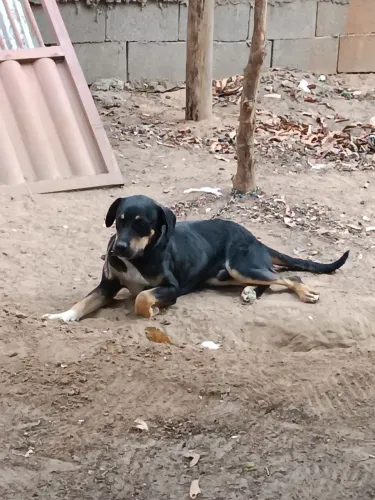 Cachorro para DOAÇÃO 