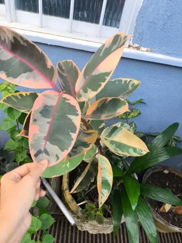 Plantas