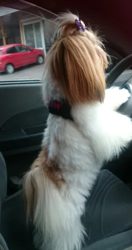 Shitzu