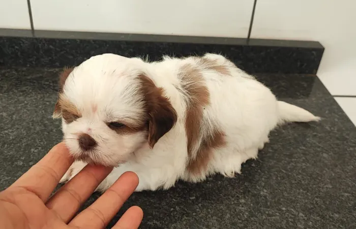 Shihtzu femea  olhos verdes