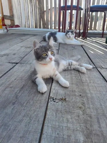Doação de Gatos 