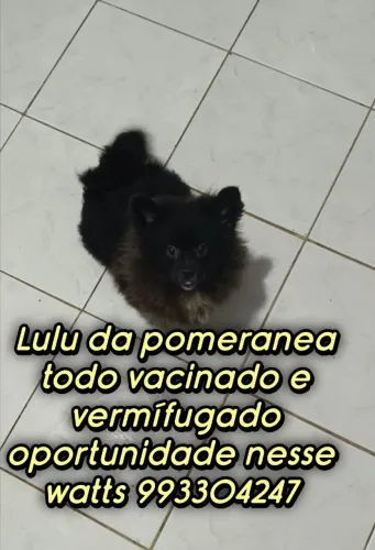 Lulu da pomeranea bem peludo todo vacinado e vermífugado oportunidade perfeita