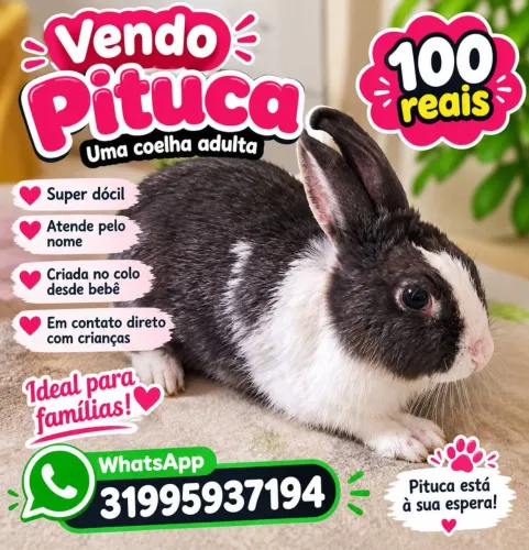 Vendo linda coelha dócil
