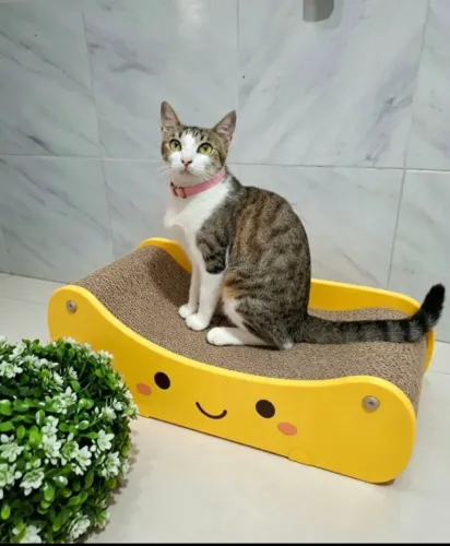 Gatinha adoção responsável