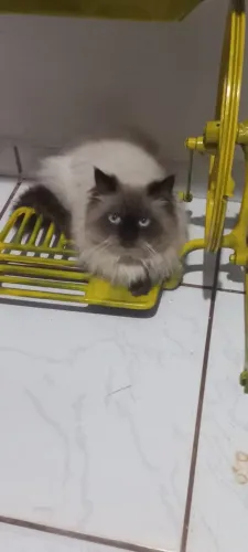 gato persa procura namorada