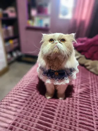 Gato persa macho Para cruza não venda