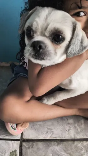Shitzu
