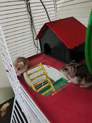 Hamster + casinha !