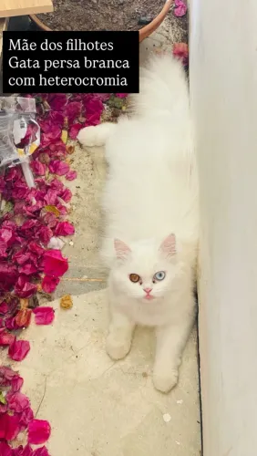 Filhotes de gato persa