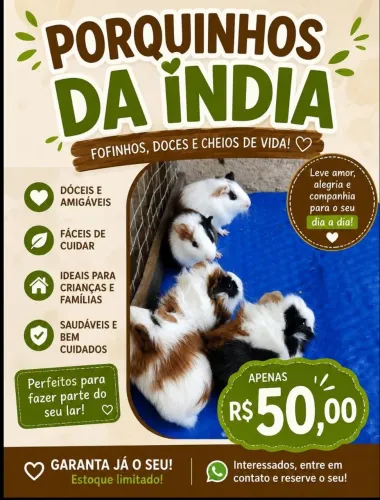 Porquinhos da índia Filhotes fofinho