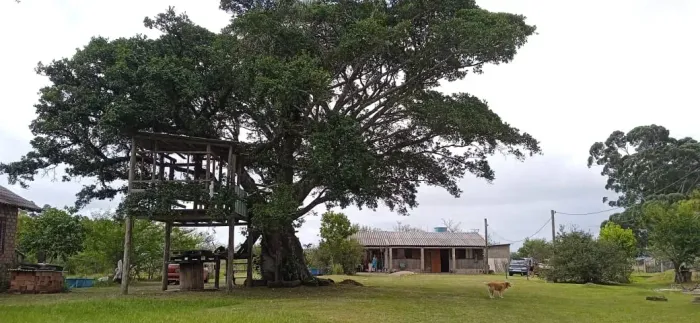 Sítio fora de condomínio com terreno plano de 2.800 m² e linda figueira