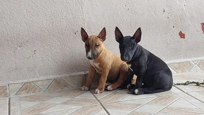 FILHOTE DE BULL TERRIER INGLÊS 