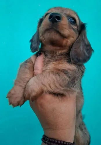 Macho Daschund (salsichinha)