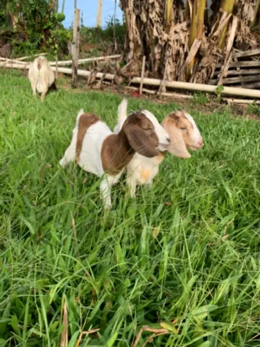 Cabrita Fêmea 3 meses!