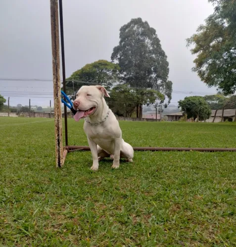 Pitbull branco