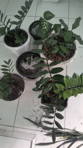 Plata zamioculca