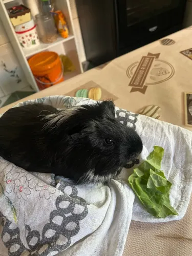 Porquinho da Índia