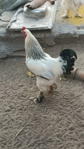 Galo brahma light