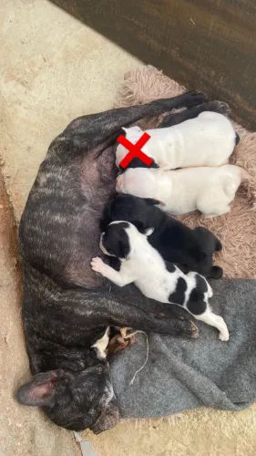 Buldogue francês