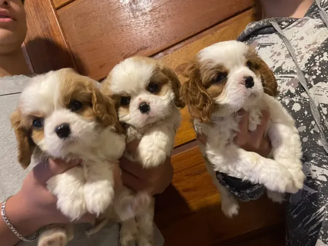 Cavalier fêmea e machinhos 
