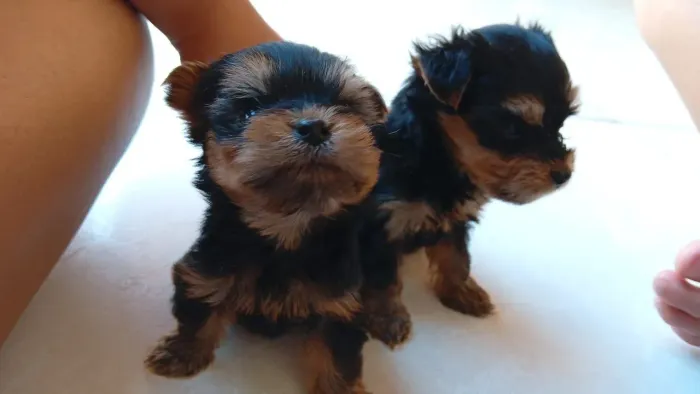 YORKSHIRE TERRIER